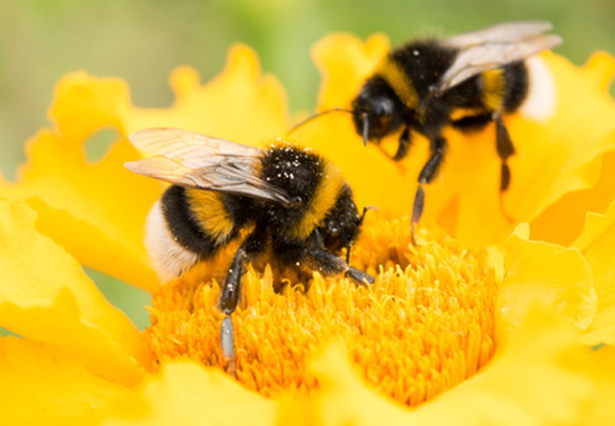 New requirement in Russia: local study on bees is compulsory